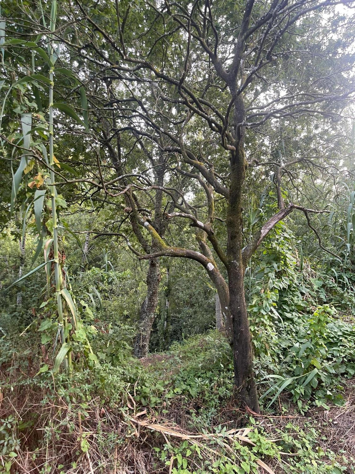 Nascente, Place In Nature Next To A Waterfall Loureiro  Екстер'єр фото